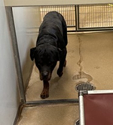 Shelter Stray Male Dog last seen WESLEY AVE/ 49TH AVE, 95823, 3839 Bradshaw Rd, Sacramento, CA 95827, USA