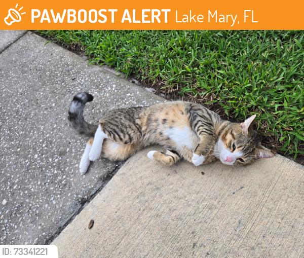 Found/Stray Unknown Cat last seen Hidden Village cndmniums, Lake Mary, FL 32746
