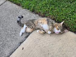 Found/Stray Unknown Cat last seen Hidden Village cndmniums, Lake Mary, FL 32746