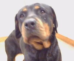 Shelter Stray Female Dog last seen WESLEY AVE/ 49TH AVE, 95823, 3839 Bradshaw Rd, Sacramento, CA 95827, USA