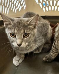 Shelter Stray Male Cat last seen Near BLOCK W 100TH AVE, 12155 Park Blvd, Brighton, CO 80601, USA