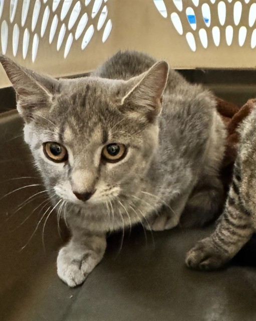 Shelter Stray Male Cat last seen Near BLOCK W 100TH AVE, 12155 Park Blvd, Brighton, CO 80601, USA