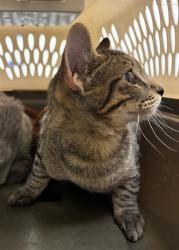 Shelter Stray Male Cat last seen Near BLOCK W 100TH AVE, 12155 Park Blvd, Brighton, CO 80601, USA