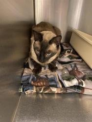 Shelter Stray Unknown Cat last seen Near BLOCK W TERRACE RIDGE DR, 4522 W 3500 S, West Valley City, UT 84120, USA