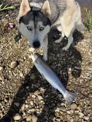 Lost Male Dog last seen 234th street and hillhurst, Ridgefield, WA 98642