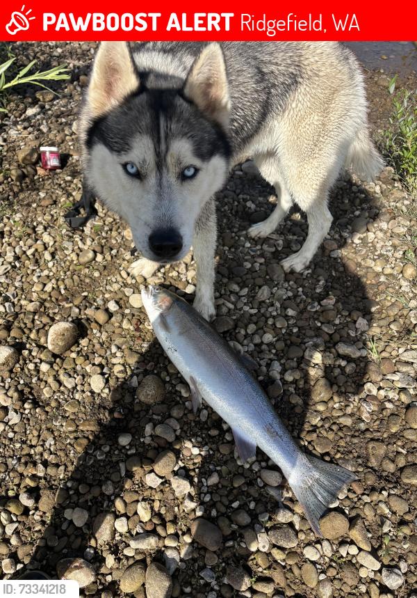 Lost Male Dog last seen 234th street and hillhurst, Ridgefield, WA 98642