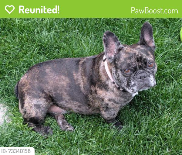 Reunited Female Dog last seen Rigert and 175th, Beaverton, OR 97007