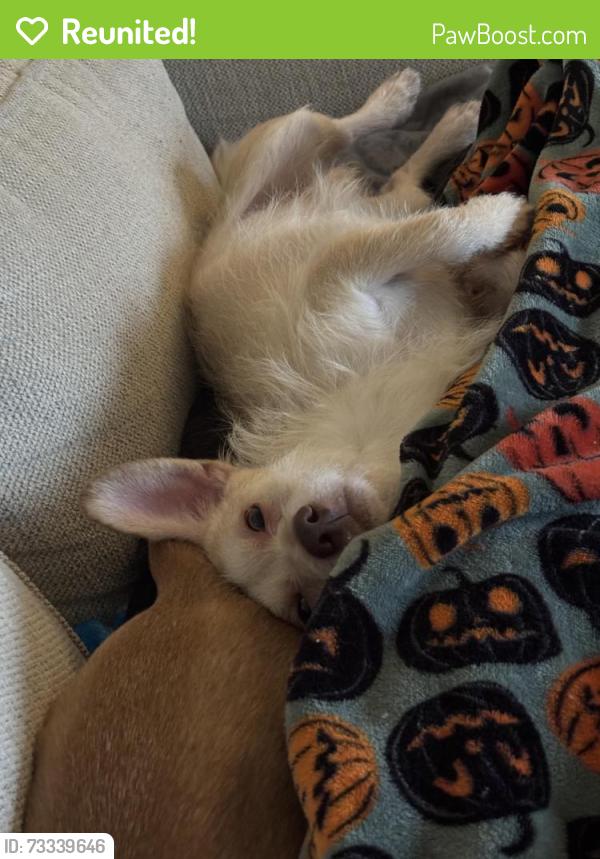 Reunited Male Dog last seen At apmts lemans at lawndale, Greensboro, NC 27408