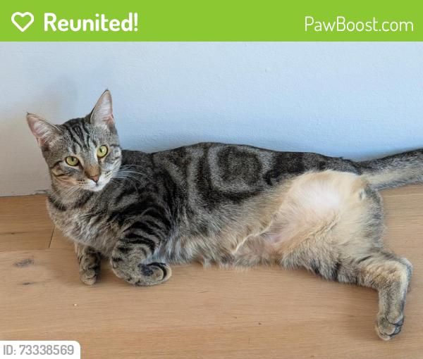 Reunited Male Cat last seen E Ave NE and Glen Iris Dr NE, Atlanta, GA 30312