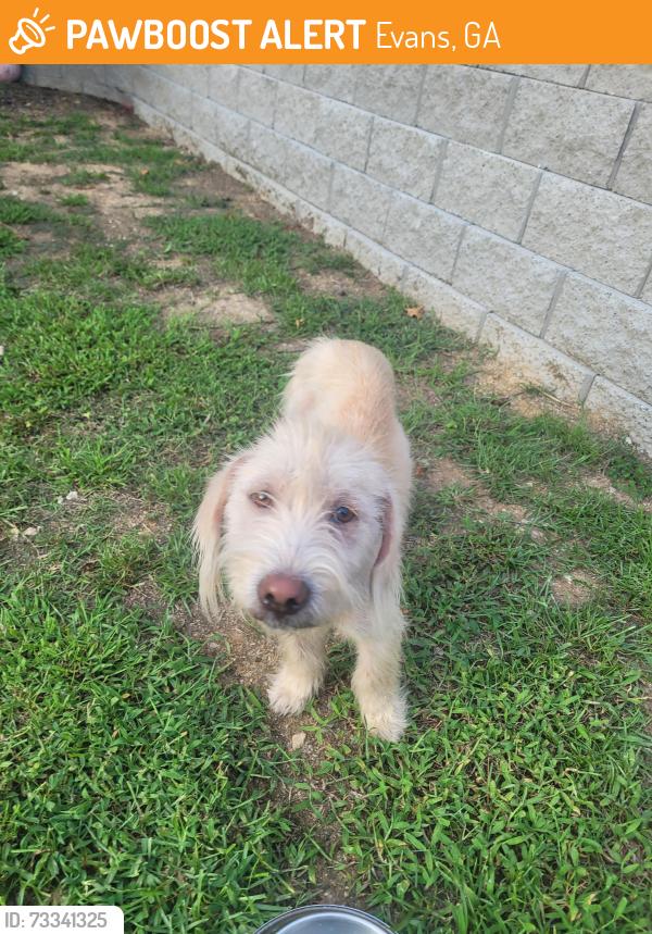 Found/Stray Unknown Dog last seen Cox rd, Evans, GA 30907