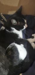 Found/Stray Unknown Cat last seen The Physician, 36 Harborne Road, West Midlands, England B15 3AF
