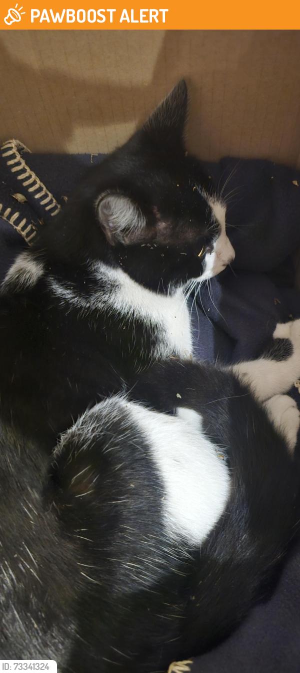 Found/Stray Unknown Cat last seen The Physician, 36 Harborne Road, West Midlands, England B15 3AF