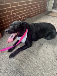 Reunited Female Dog last seen Laurel Ave., Bellevue, PA 15202