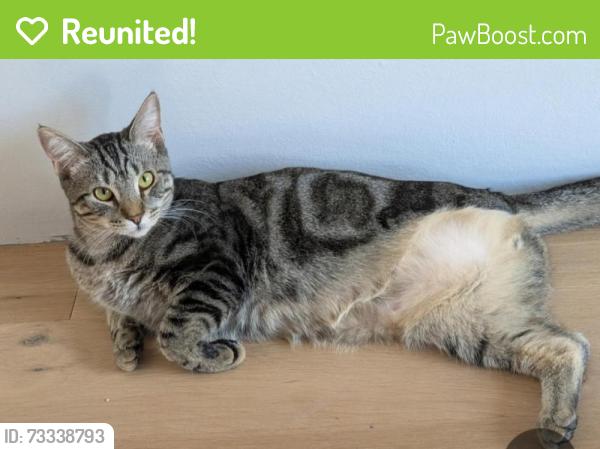 Reunited Male Cat last seen Fortune and East Ave NE, Atlanta, GA 30312