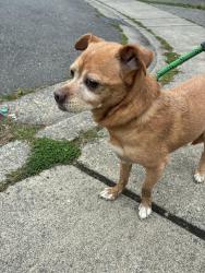Reunited Unknown Dog last seen 16th Ave w and 150th st sw, Lynnwood, WA 98087