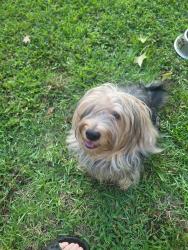 Reunited Unknown Dog last seen Cox rd, Evans, GA 30809
