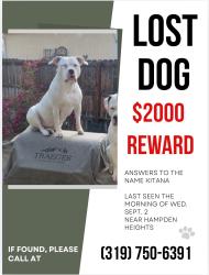 Lost Female Dog last seen E Cornell and s Dayton, Denver, CO 80231