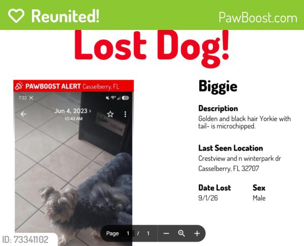 Reunited Male Dog last seen Crestview Dr, Casselberry, FL 32707, USA, Casselberry, FL 32707
