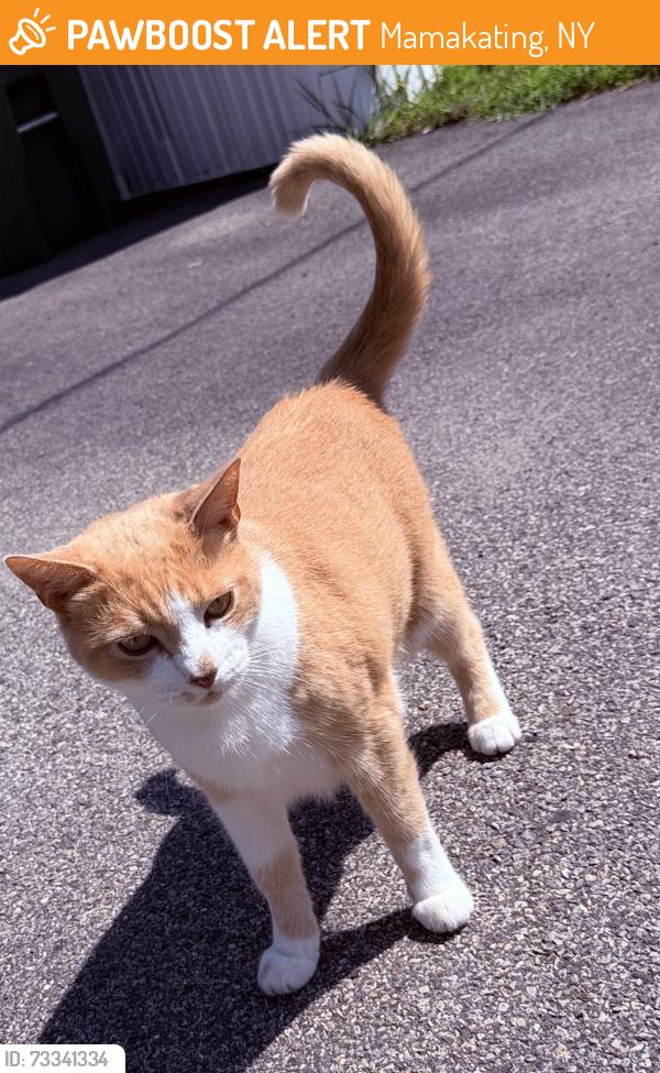 Found/Stray Male Cat last seen Whispering Pines trailer park, Mamakating, NY 12721