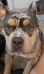 Reunited Male Dog last seen East Lake Mead, Las Vegas, NV 89156