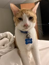 Reunited Male Cat last seen Royal Palm Ave, Florida 32433, USA, Walton County, FL 32433