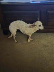 Lost Female Dog last seen Near Drive and north of Thunderbird road, Glendale, AZ 85306