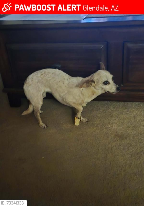 Lost Female Dog last seen Near Drive and north of Thunderbird road, Glendale, AZ 85306