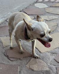 Reunited Female Dog last seen Valle Del Mar, Socorro, TX 79927