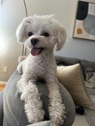 Reunited Female Dog last seen Skyview Elementary, Concord Neighborhood, Thornton, CO 80241