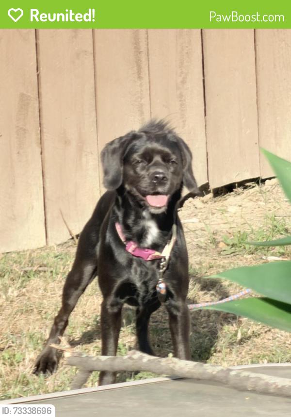 Reunited Female Dog last seen Outer Drive and I-94 Eastbound Svc Drive, Detroit, MI 48224