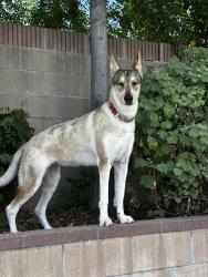 Lost Female Dog last seen Spotted near auto shop on Francisquito and hacienda Blvd, West Covina, CA 91790