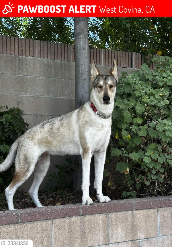 Lost Female Dog last seen Spotted near auto shop on Francisquito and hacienda Blvd, West Covina, CA 91790