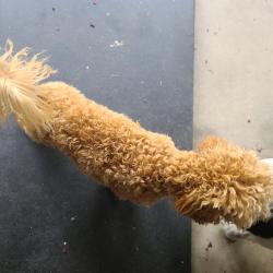 Reunited Unknown Dog last seen Not sure, Citrus Heights, CA 95662