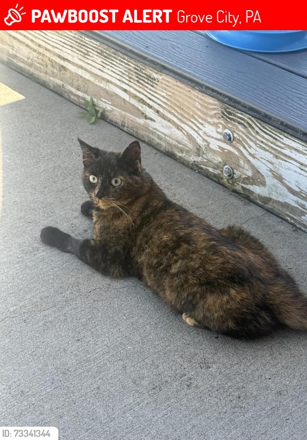 Lost Female Cat last seen Airport Road and 173, Grove City, PA 16127