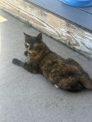 Lost Female Cat last seen Airport Road and 173, Grove City, PA 16127