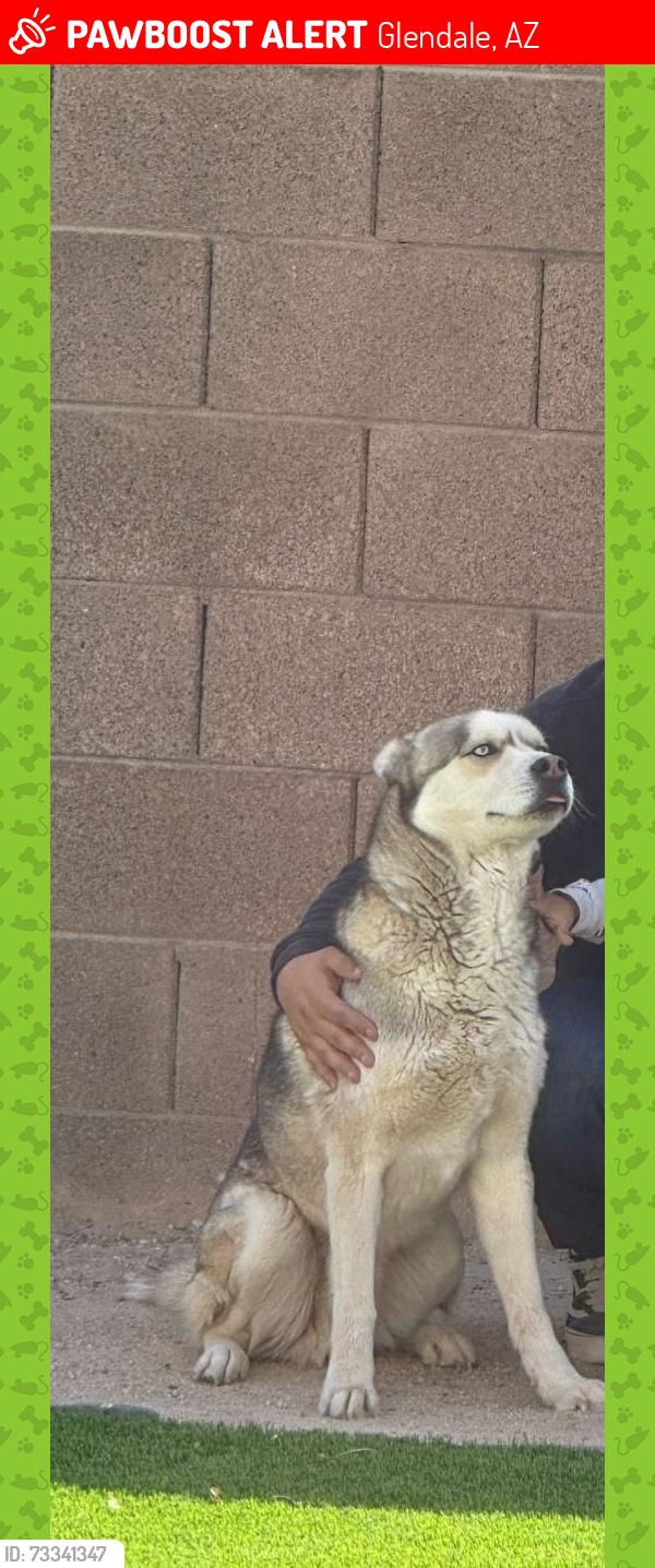 Lost Male Dog last seen 71st Ave and Glendale, Glendale, AZ 85303