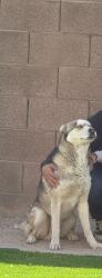 Lost Male Dog last seen 71st Ave and Glendale, Glendale, AZ 85303