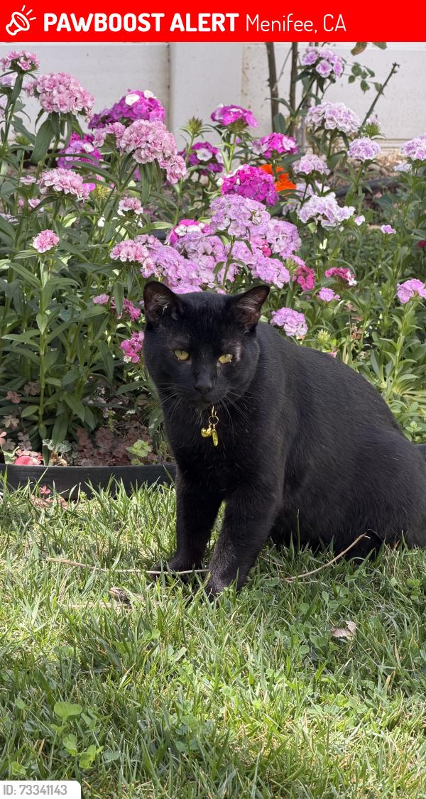 Lost Male Cat last seen Menifee Rd/Camino Pepita, Menifee, CA 92584