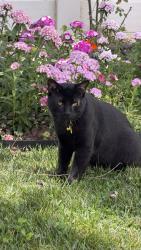 Lost Male Cat last seen Menifee Rd/Camino Pepita, Menifee, CA 92584