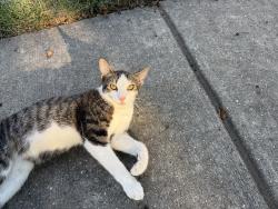 Found/Stray Male Cat last seen Electric Avenue and Gallows Road, Dunn Loring, VA 22027