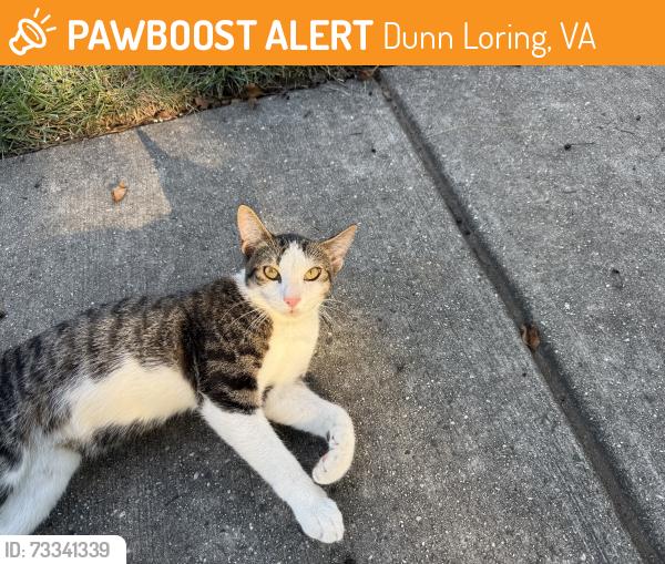 Found/Stray Male Cat last seen Electric Avenue and Gallows Road, Dunn Loring, VA 22027