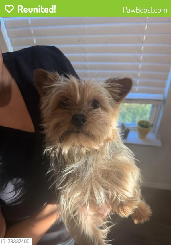 Reunited Male Dog last seen Angus crossing, San Antonio, TX 78245