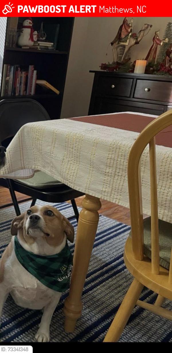 Lost Female Dog last seen Matthews Charter Academy, Matthews, NC 28104