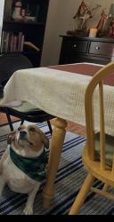 Lost Female Dog last seen Matthews Charter Academy, Matthews, NC 28104