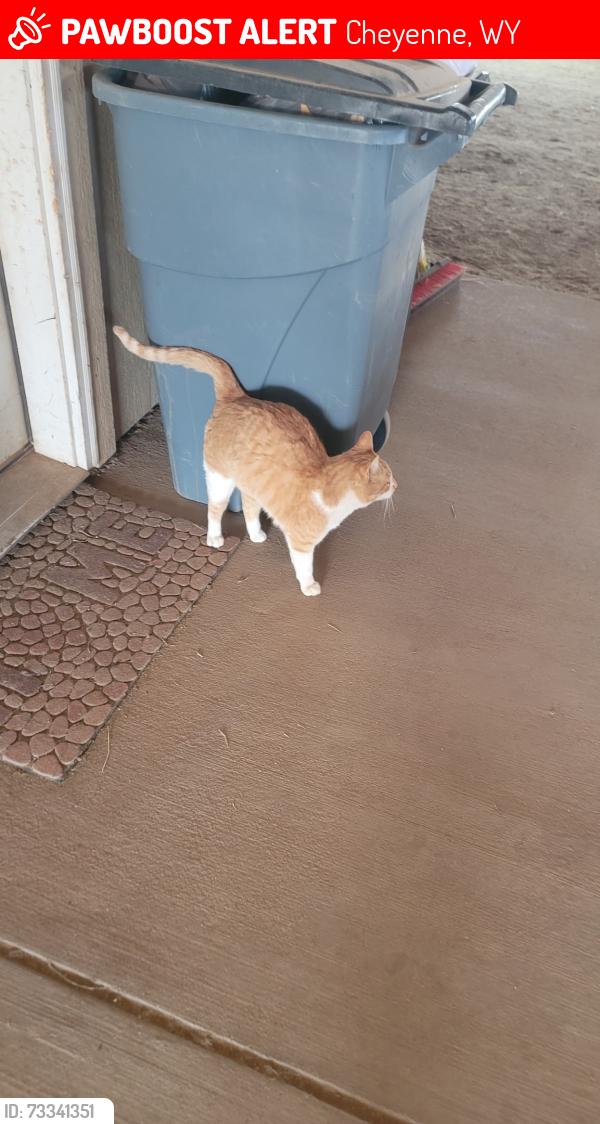 Lost Male Cat last seen Broadmoor East Animal clinic on pershing, Cheyenne, WY 82001