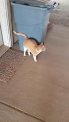 Lost Male Cat last seen Broadmoor East Animal clinic on pershing, Cheyenne, WY 82001