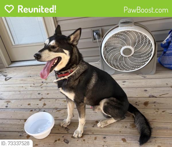 Reunited Male Dog last seen Standifer Gap & Jenkins, Chattanooga, TN 37421