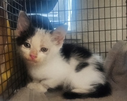 Shelter Stray Male Cat last seen Near Highland Dr., 70808, LA, 2550 Gourrier Ave, Baton Rouge, LA 70820, USA