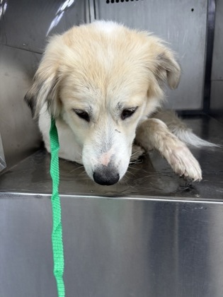 Shelter Stray Female Dog last seen Near Bessie St, Central District, TX, 355 Hillshire Dr, Haslet, TX 76052, USA