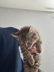 Shelter Stray Female Cat last seen Near North Fwy, North District, TX, 355 Hillshire Dr, Haslet, TX 76052, USA